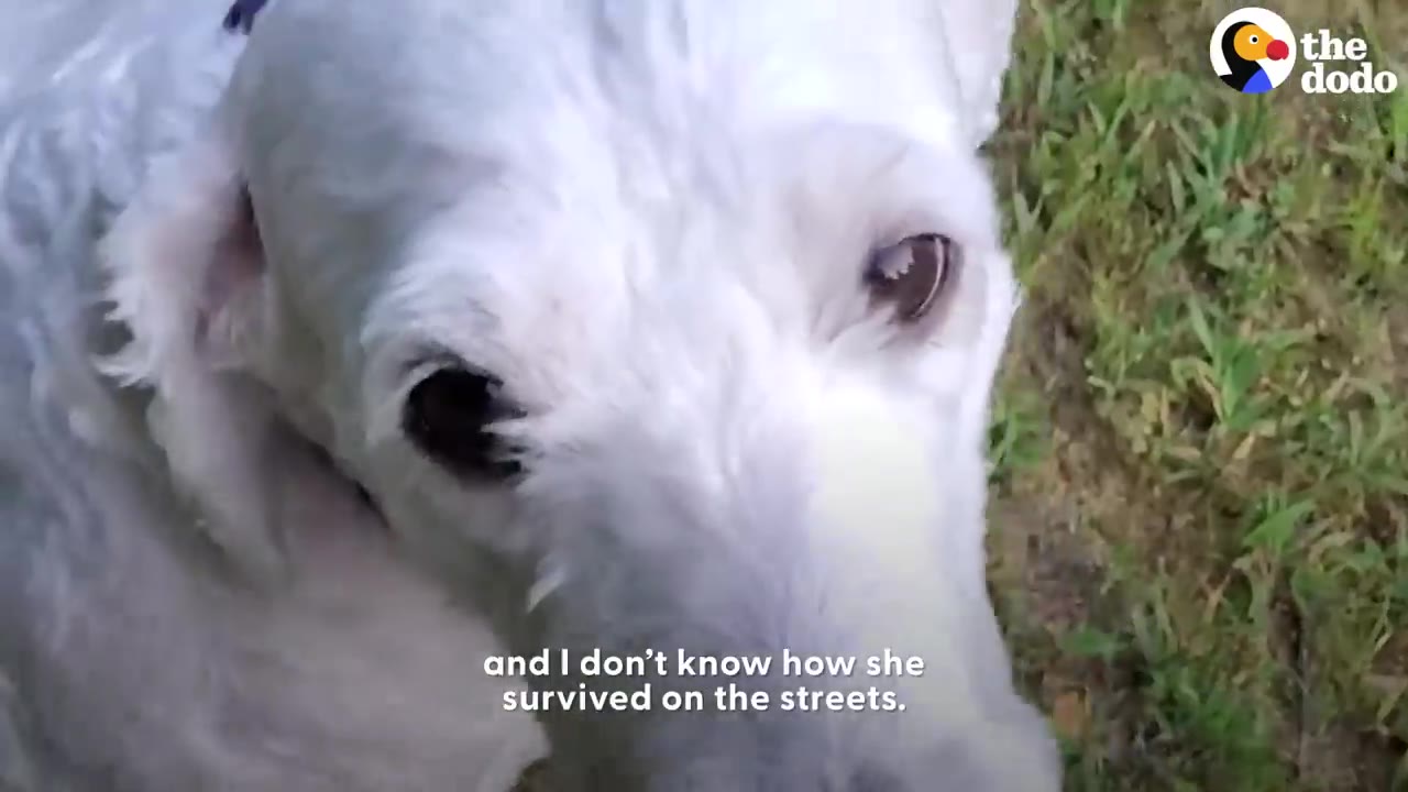 A close-up view of a white dog looking up outdoors on green grass.