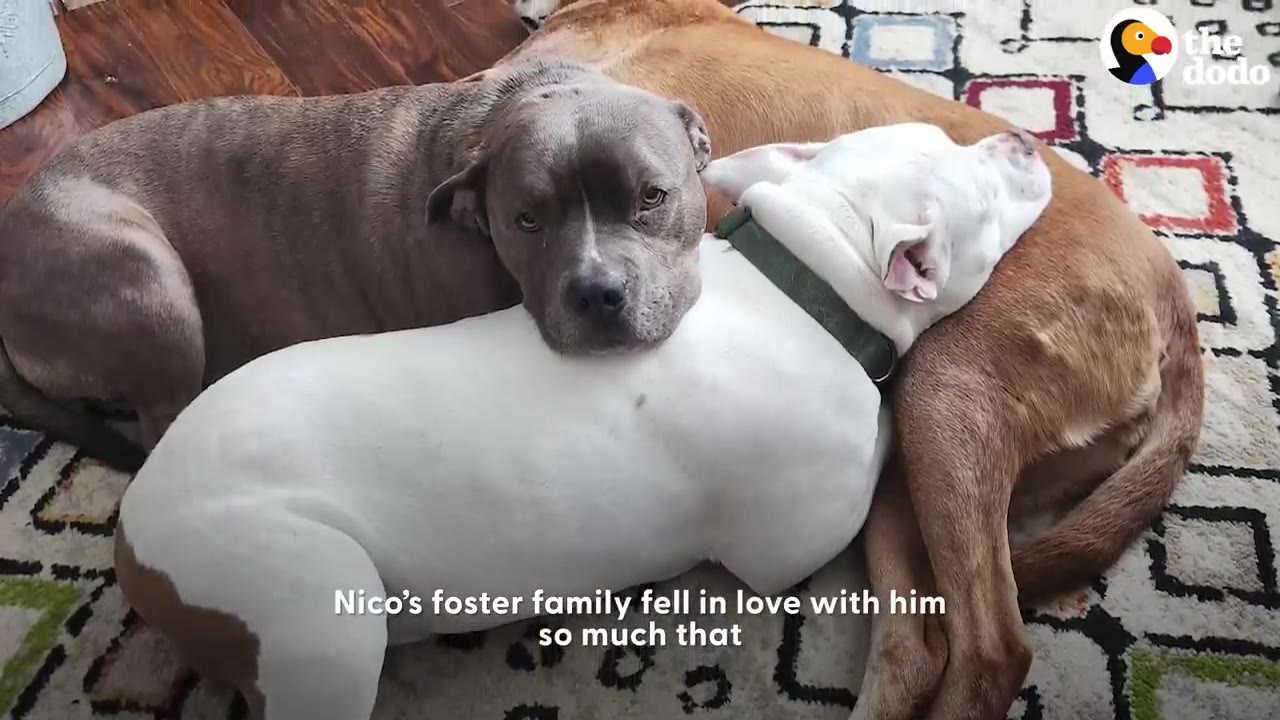 A grey pit bull rests its head on top of a white dog lying beside a brown dog on a patterned rug indoors.