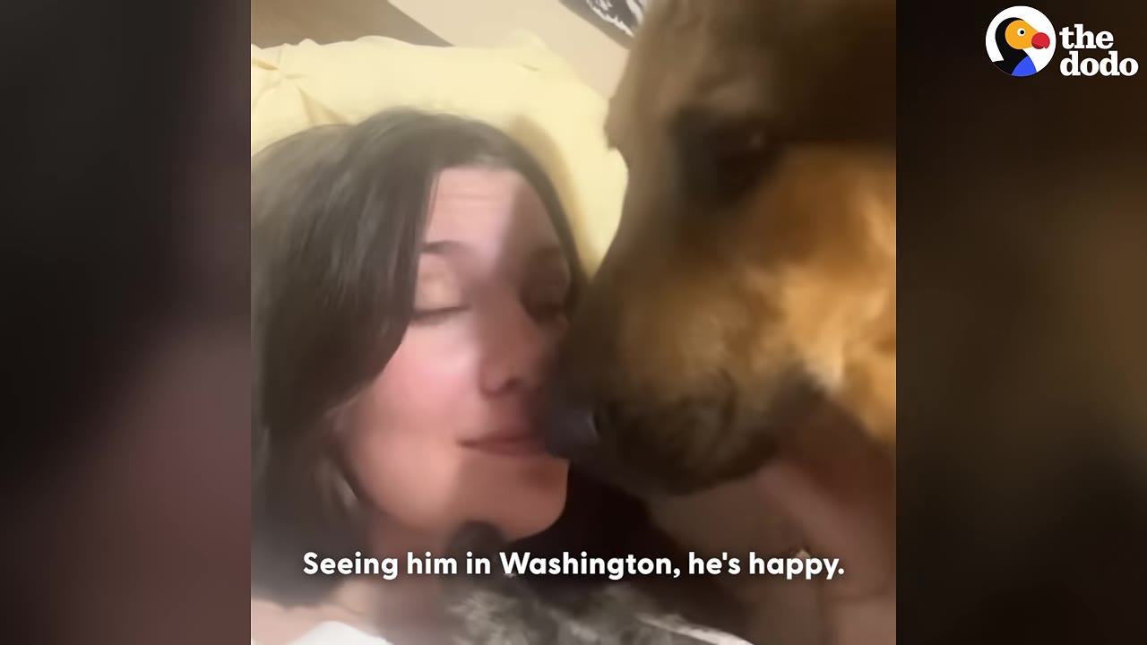 A close-up of a brown dog gently touching its nose to a woman's face as she lies on a pillow, smiling.