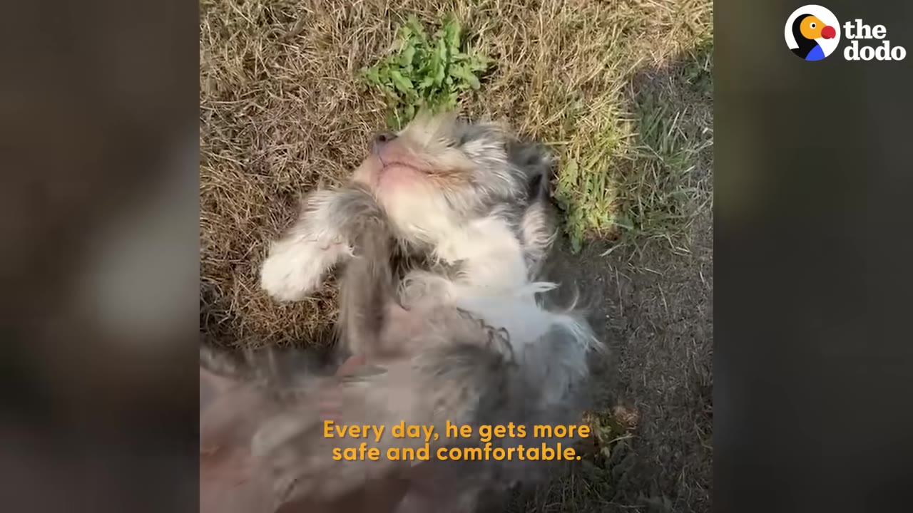 A small, fluffy gray and white dog lies on his back on the grass, looking relaxed while receiving a belly rub.