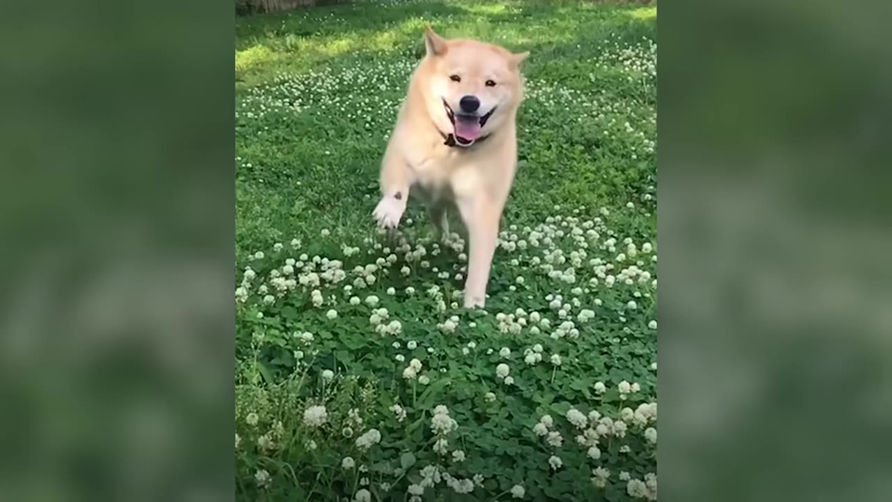 A fluffy tan Shiba Inu dog running happily through a green grassy field filled with white clover flowers.