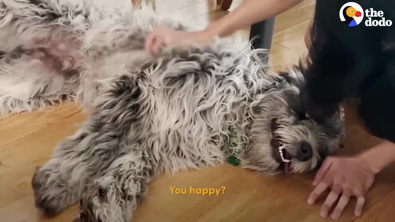 A fluffy grey dog lies on its back on a wooden floor, looking up with an open-mouthed smile as a person gently pets its chest and head.