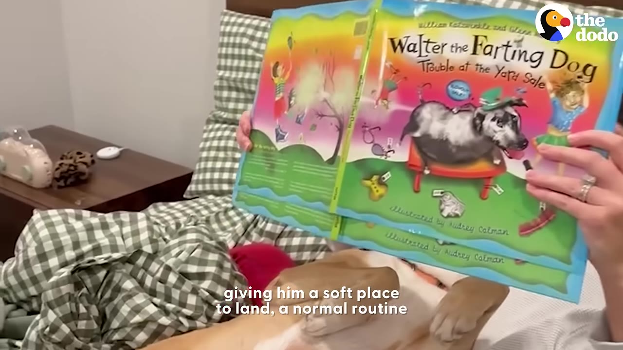 A person holds open a children's book titled 'Walter the Farting Dog' while a tan and white dog lies on its back in bed beneath it.