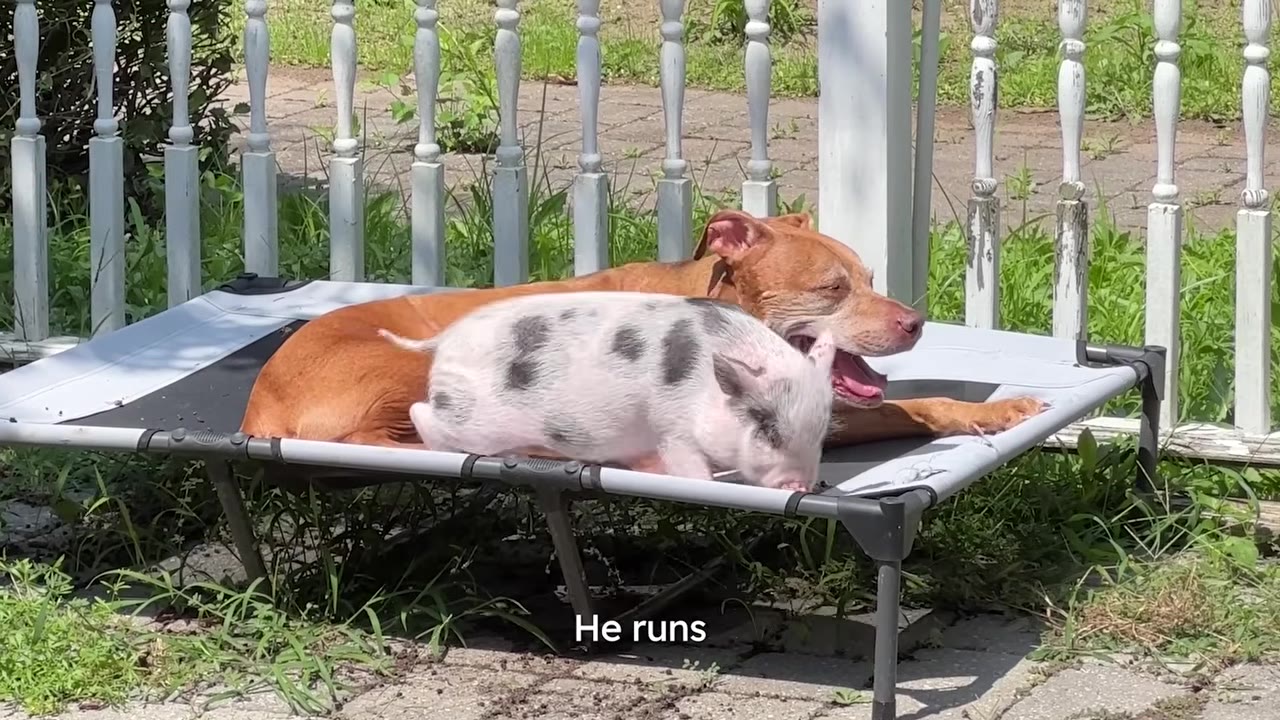 A small spotted pig snuggled up beside a brown dog lying together on an outdoor elevated pet bed.