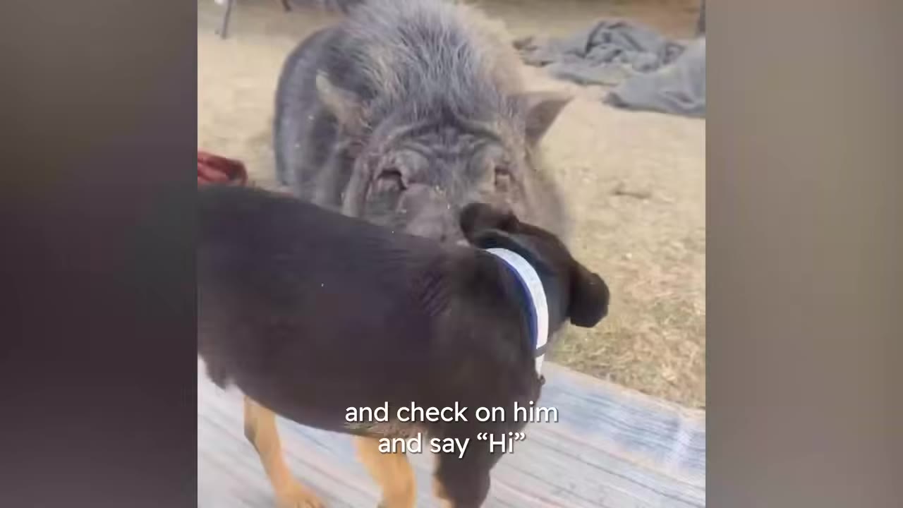 A small black dog standing face-to-face with a large pig outdoors.