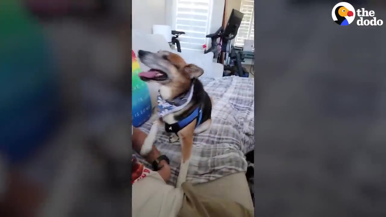 A happy dog wearing a blue harness and floral bandana sits happily on a bed next to a person inside a house.