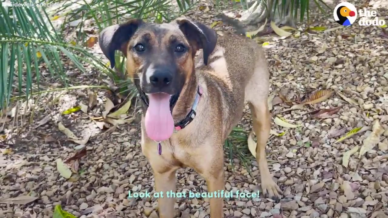 A healthy brown and black dog standing on gravel outdoors, looking directly into the camera with its tongue panting out.