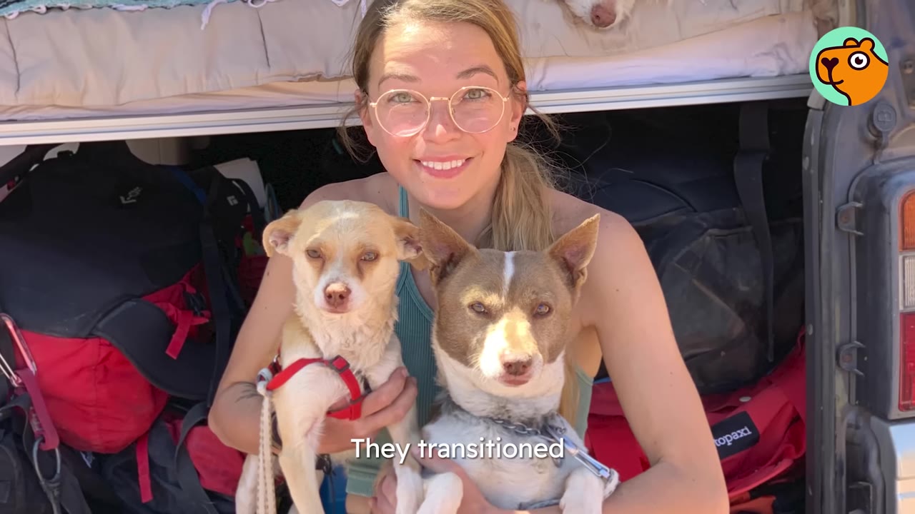 A smiling woman wearing glasses holding two small brown and white dogs in the back of a vehicle.