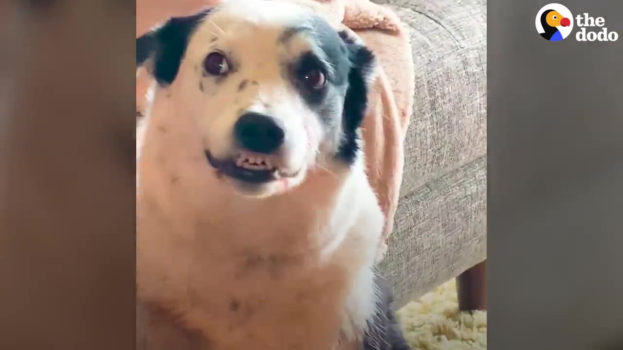A black-and-white spotted dog sitting on a rug and looking up into the camera with a small smile showing its lower front teeth.