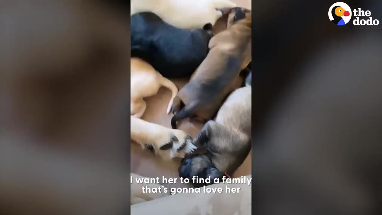 A litter of small puppies huddling together on the floor.