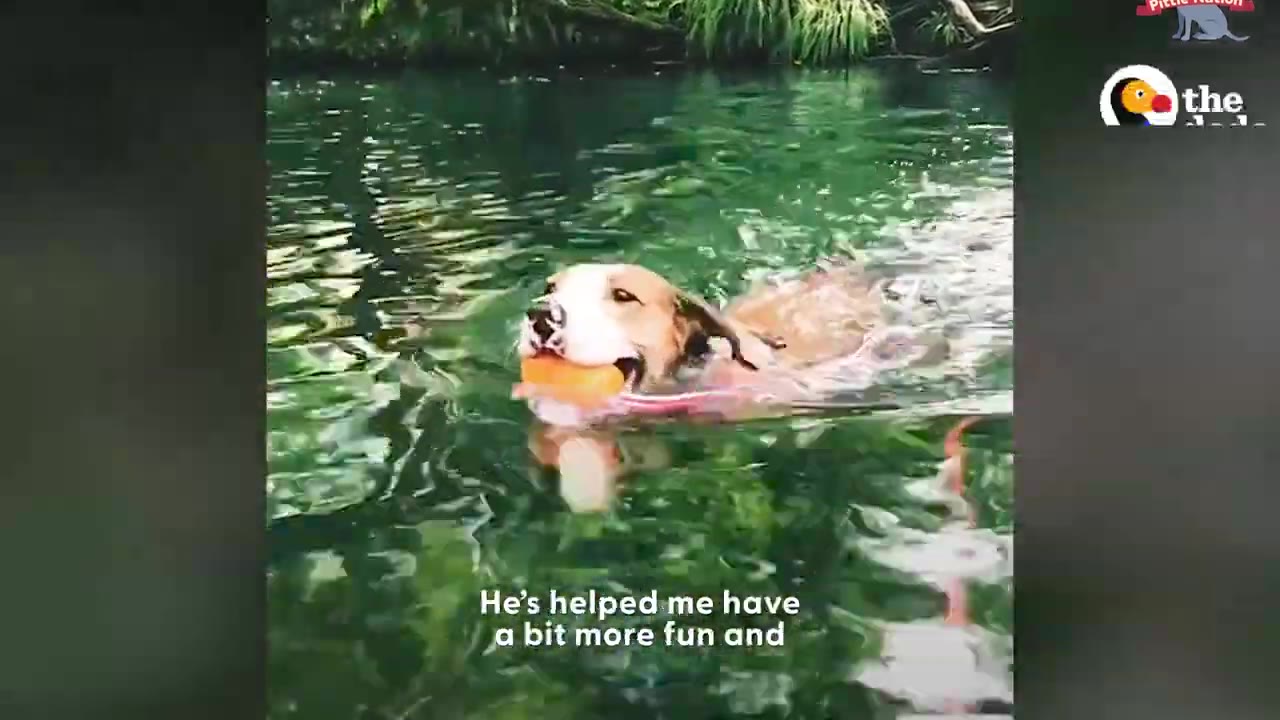 A tan and white dog swims in green water holding an orange toy in its mouth.