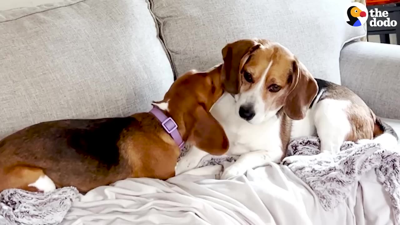Two beagle dogs cuddling together on a light-colored couch with a blanket.