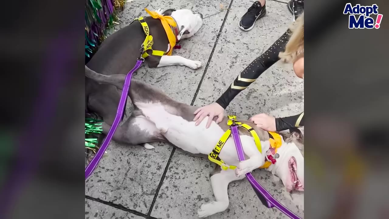 Two pit bull-type rescue dogs wearing yellow 'Adopt Me' harnesses lie on their backs on concrete while receiving pets.