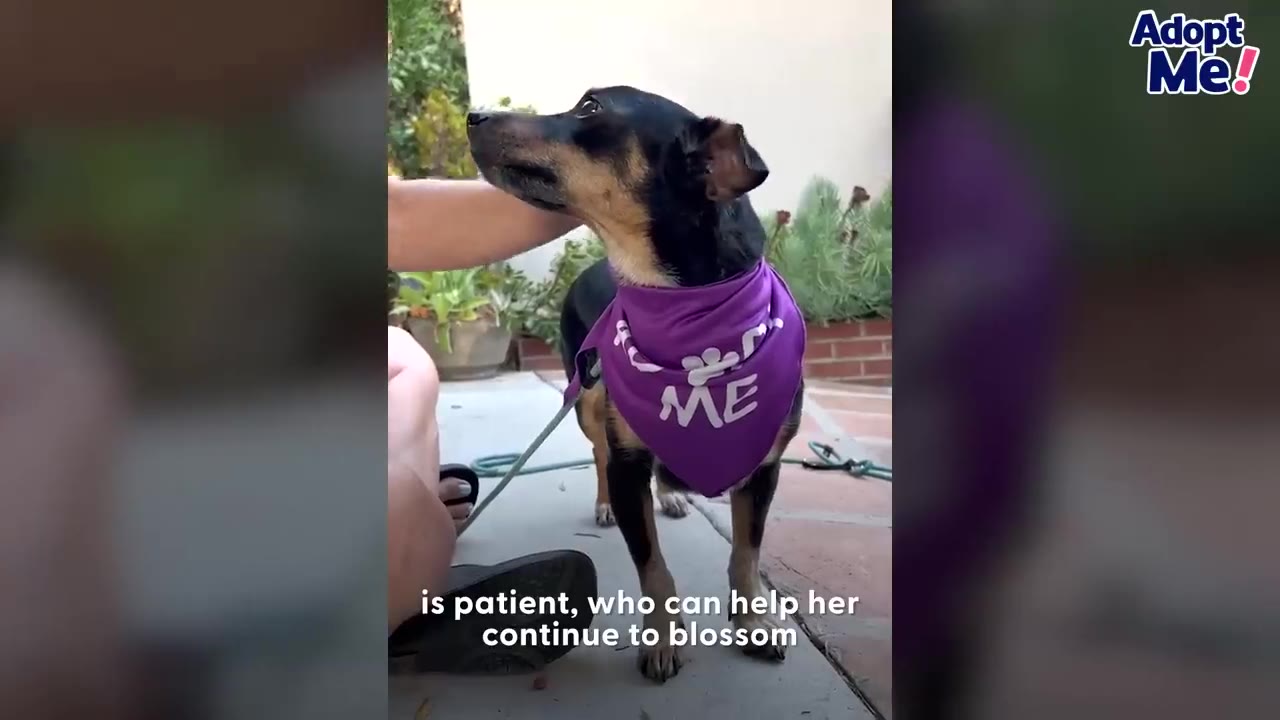 A small black and brown dog wearing a purple bandana stands outdoors and looks up attentively while being petted on the neck.