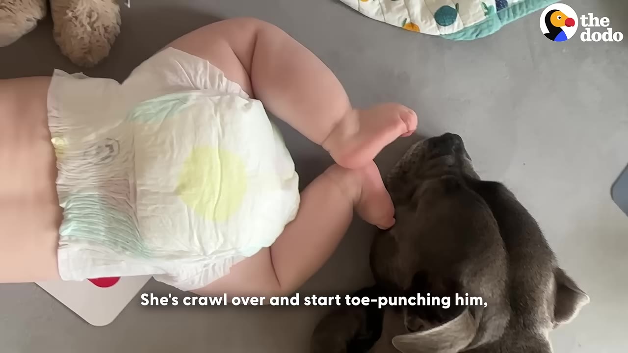 An overhead shot of a baby in a diaper lying on the floor, playfully touching a grey dog's face with her feet.