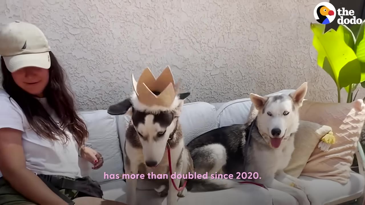 A woman sits on an outdoor couch next to two huskies, one wearing a paper crown.