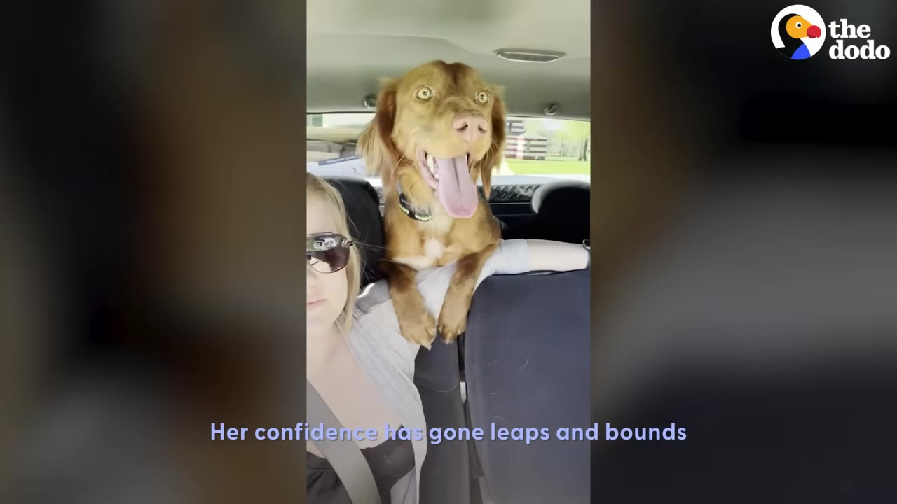 A happy brown dog with its tongue out sits in the back seat of a car, leaning over the shoulder of a woman wearing sunglasses.