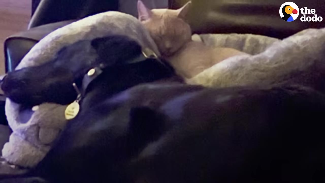A black dog and a light orange cat sleeping together side-by-side in a pet bed.