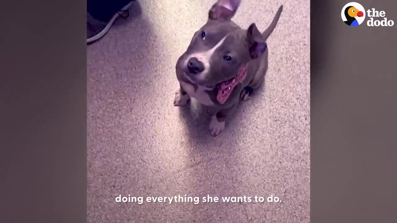 A gray and white puppy sitting on a floor and looking up at the camera.