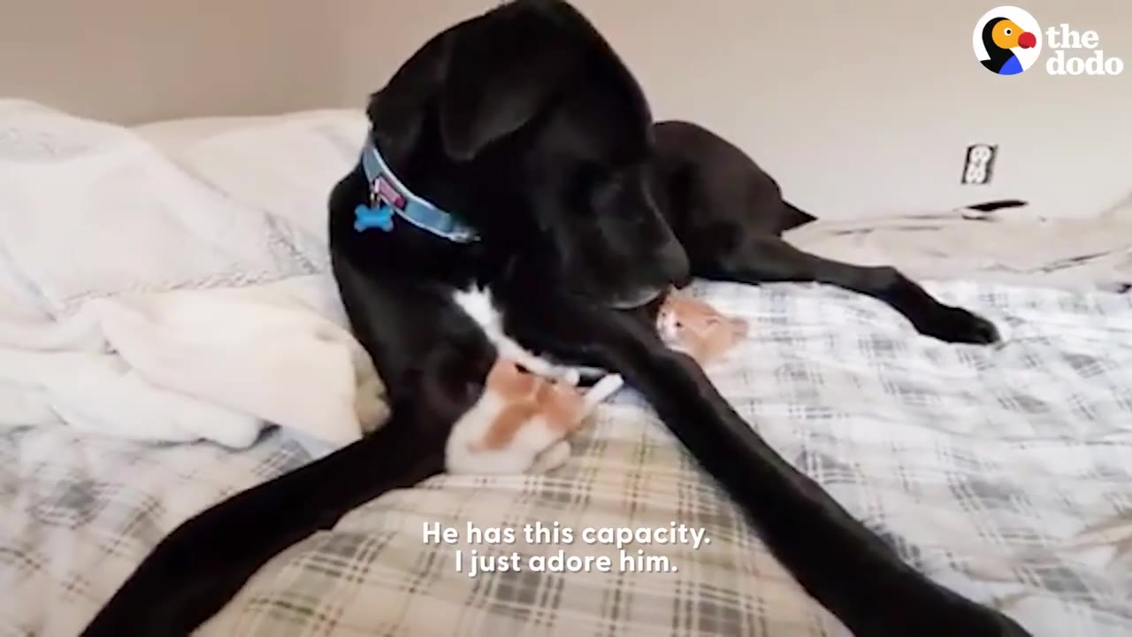A large black dog lies on a bed next to small orange and white kittens, gently licking one of them.