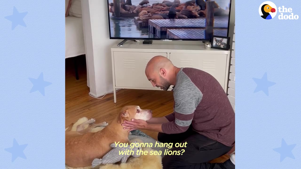 A man kneels on the floor holding his tan dog's head while a television behind them displays a video of sea lions on a wooden pier.