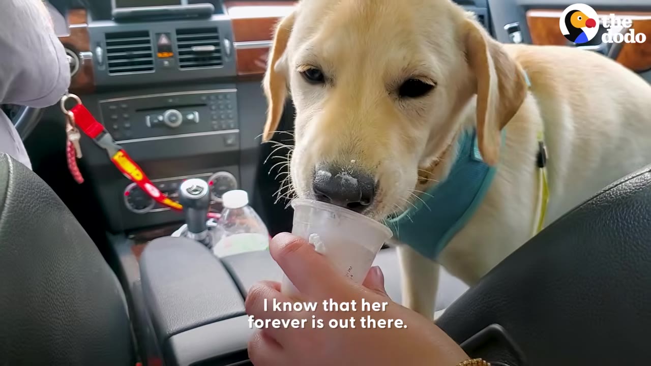 A yellow puppy in a blue harness licks a treat out of a plastic cup held by a person inside a car.