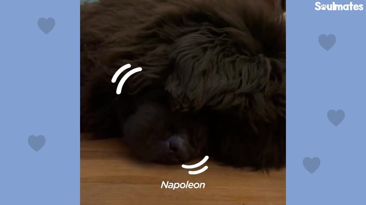 A very small, fluffy black puppy named Napoleon sleeping on a wooden floor.