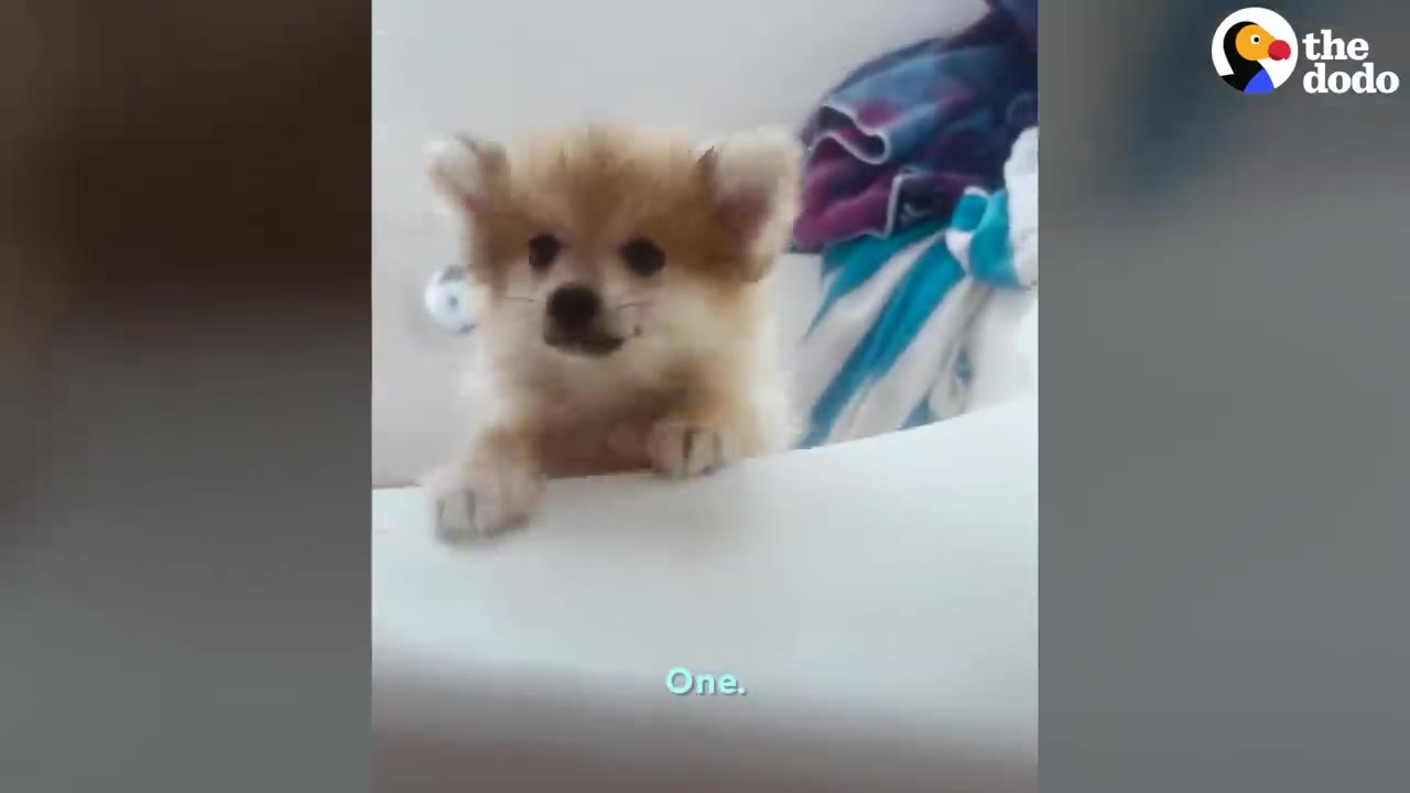 A small fluffy brown puppy resting its front paws on the edge of a white bathtub.