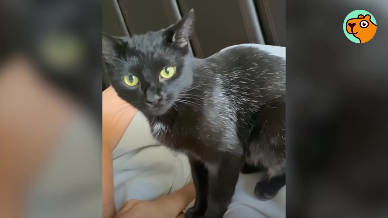 A sleek black kitten with bright yellow-green eyes sitting indoors and looking intently at the camera.