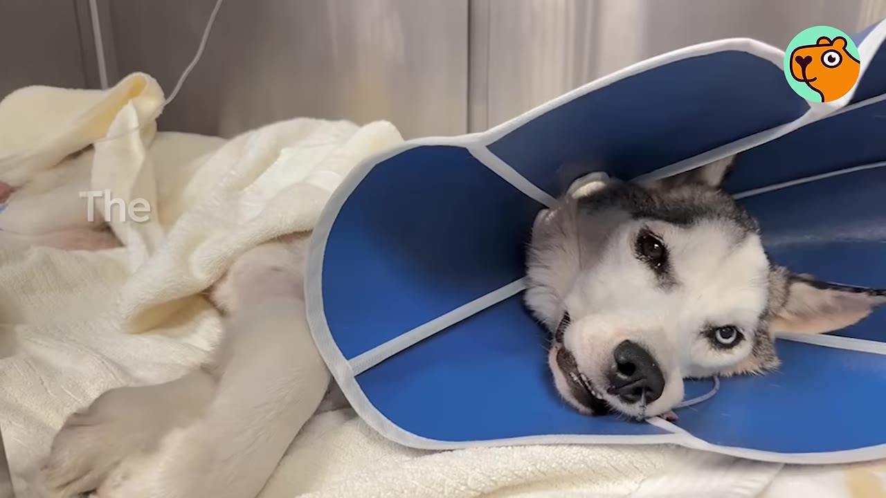 A husky wearing a blue medical cone lies down wrapped in a white blanket.