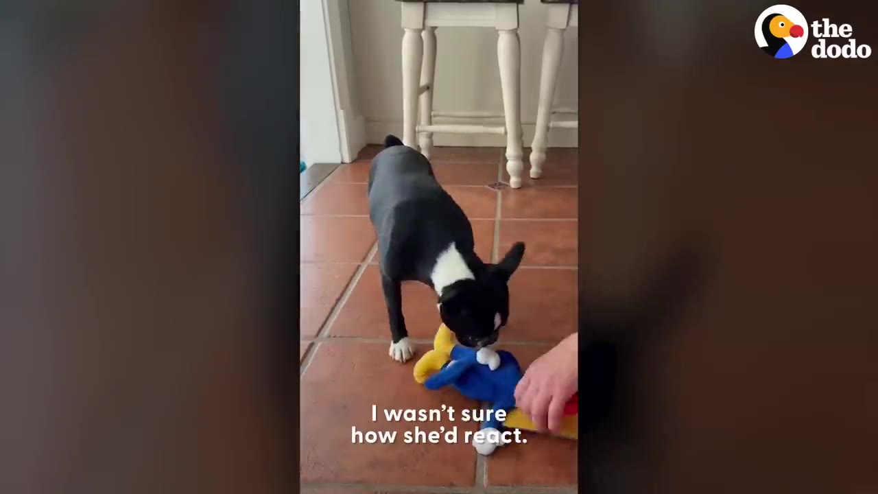 A black and white French bulldog interacting with a plush Woody doll on a tiled floor.