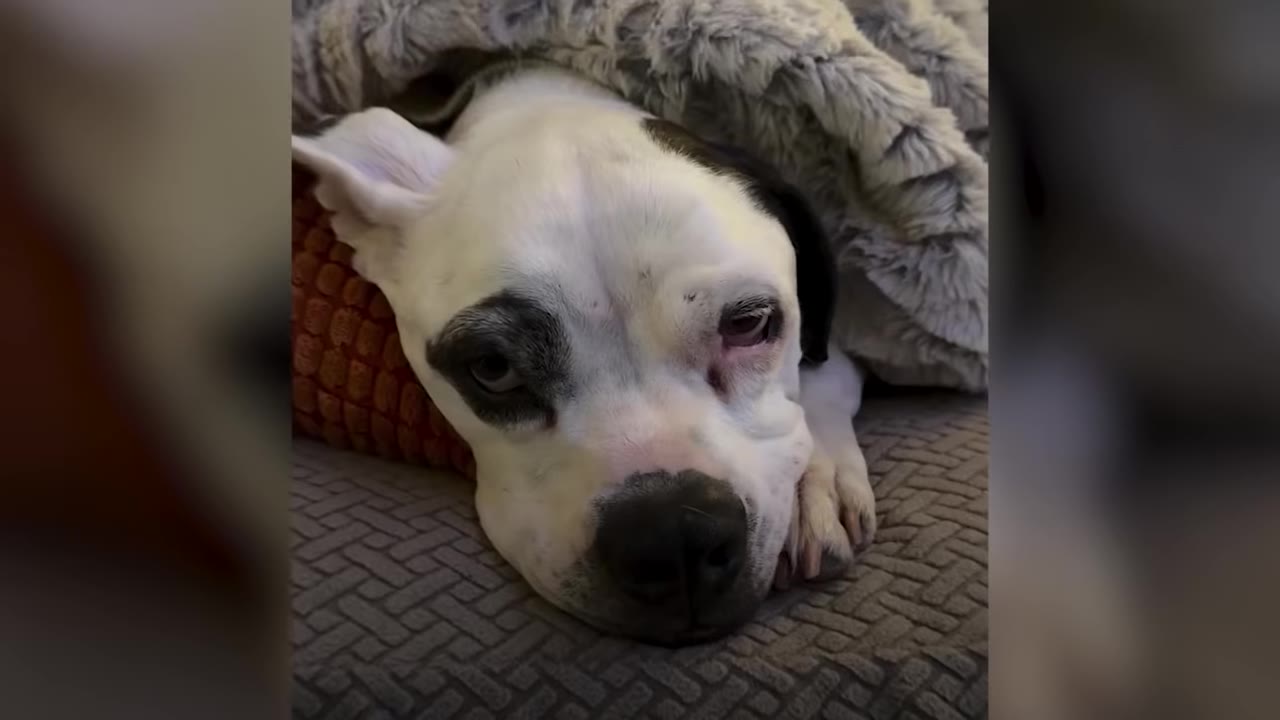 A white dog with a black patch over its eye lying down under a blanket with a sad expression.
