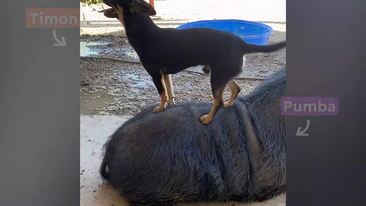 A small black and tan Chihuahua stands on the back of a large black pig resting outdoors.
