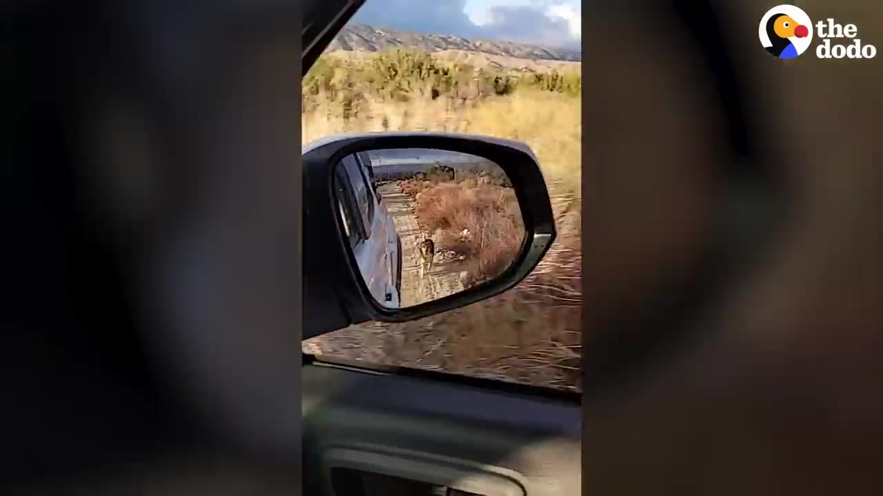 A view from inside a moving vehicle showing a dog visible in the side mirror as it runs along a dirt road in a desert landscape.