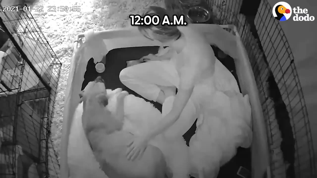 A night-vision security camera view showing a woman sitting inside a pen in the nursery room petting a dog resting on blankets.