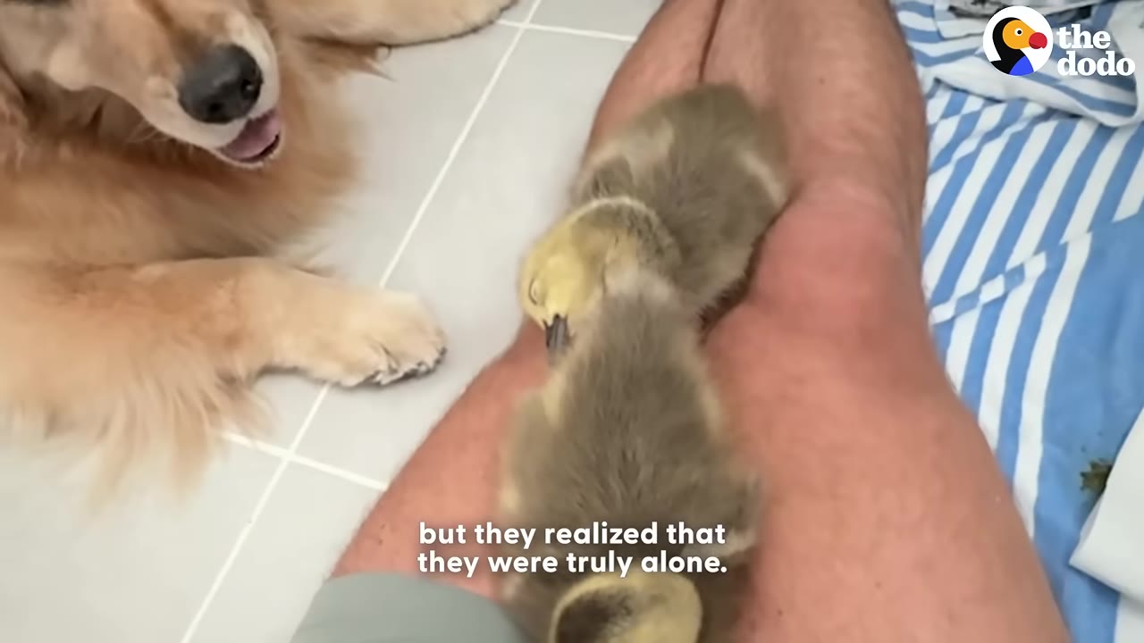 A golden retriever looks on as two small ducklings rest on a person's legs.