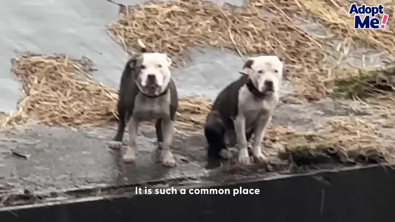 Two grey and white dogs standing and sitting on a narrow concrete ledge inside a canal.