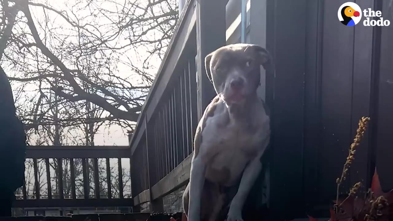 A brown and white pit bull mix sitting cautiously on an outdoor wooden deck.