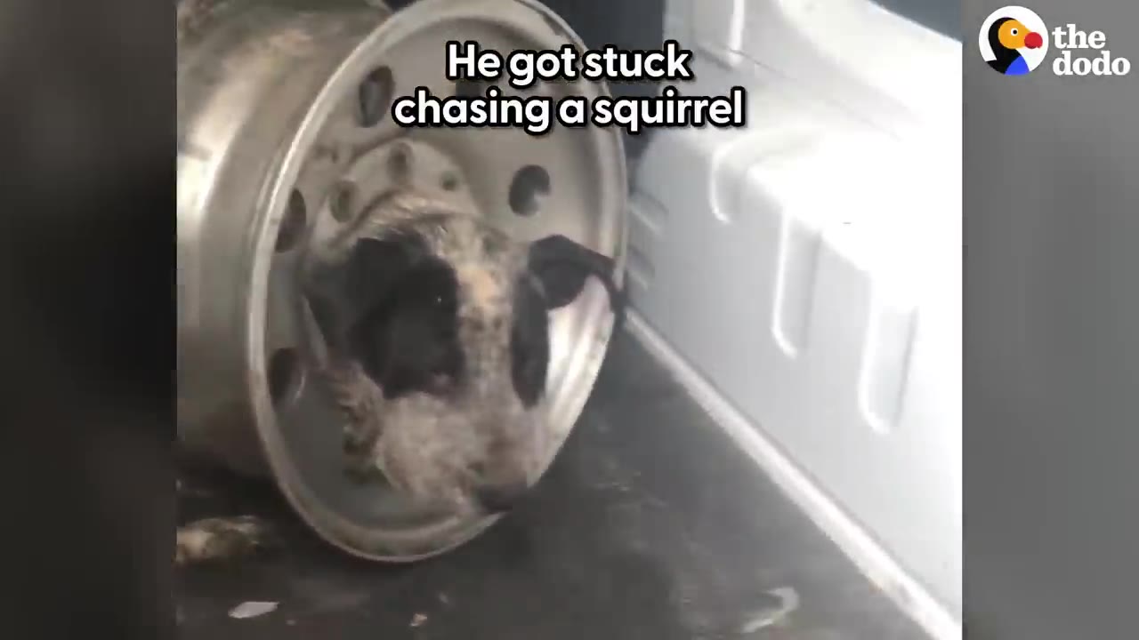 A black and white dog with its head stuck through the center hole of a silver metal car wheel rim.