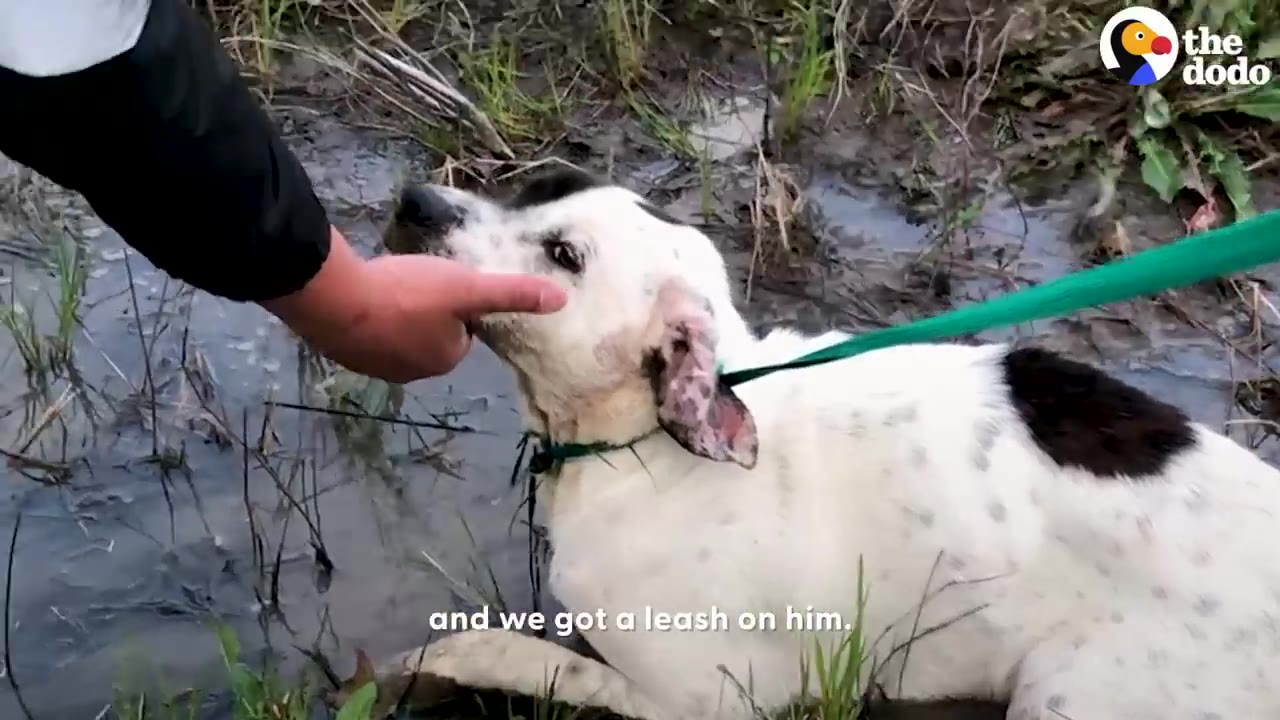 A hand gently pets a white dog with black spots on its head and back, who is lying down in a muddy area with a green leash around its neck.