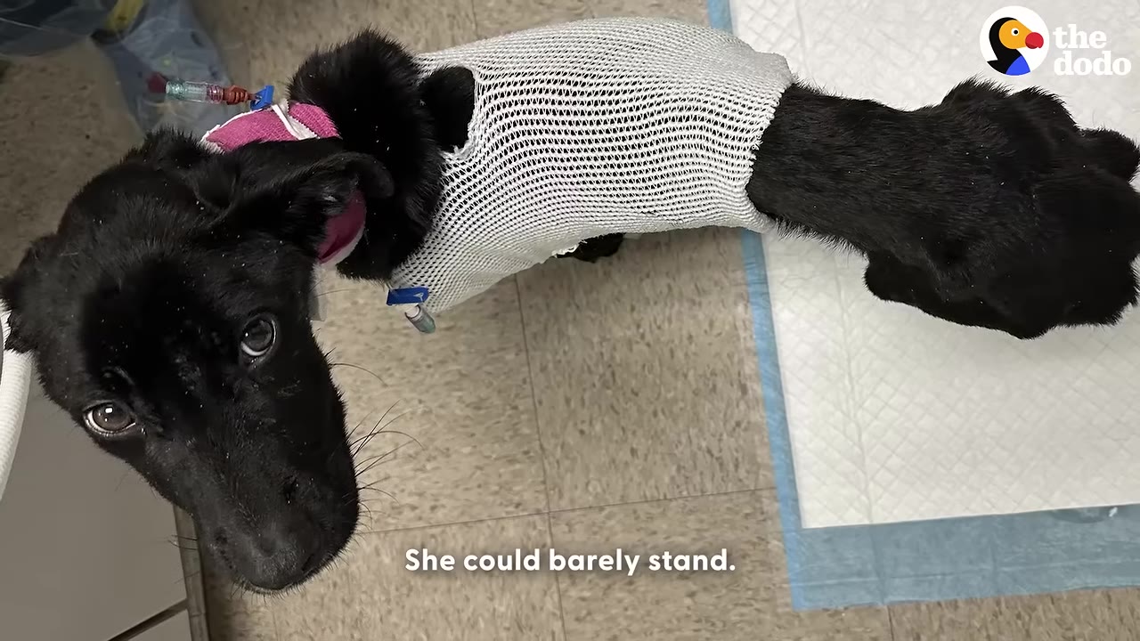 An overhead view of a very thin black dog wearing a white mesh medical wrap around her torso, looking up with wide eyes.