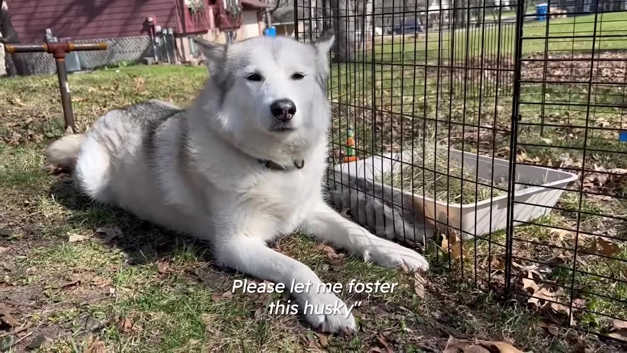 A husky lying on the grass next to an outdoor pen with overlay text reading 'Please let me foster this husky'.