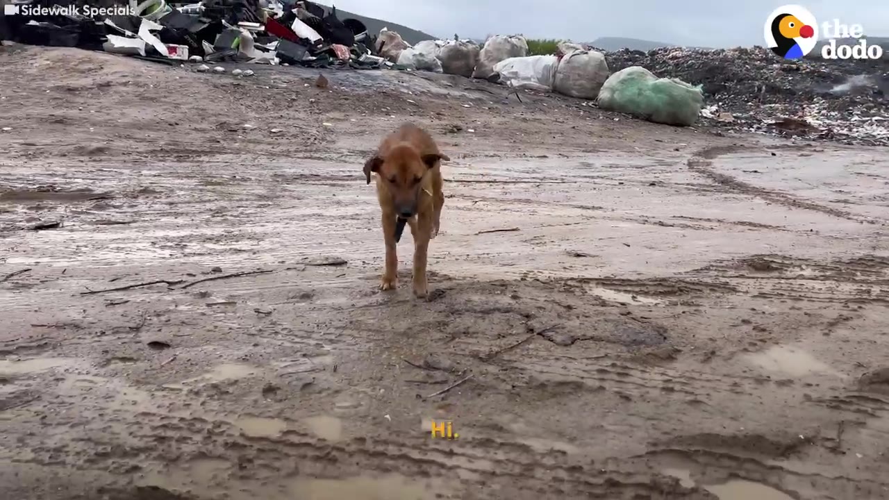 A brown dog stands on three legs in a muddy, rutted track at a landfill site.