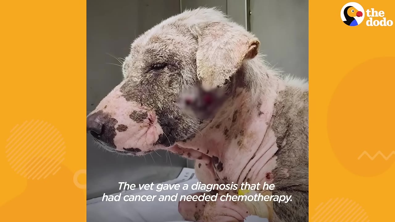 A close-up profile of a severely neglected dog with patchy fur, skin lesions, and a blurred wound on its neck, sitting in a veterinary clinic.