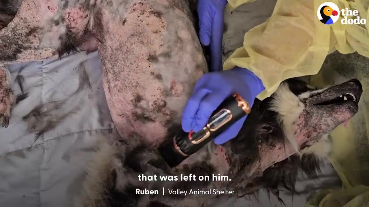 Gloved hands using electric clippers to shave matted fur off a husky lying on a table.
