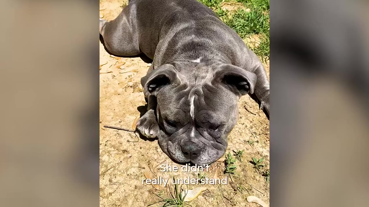 A gray bulldog lying on the ground resting its head in the dirt with a subtle white mark between its eyes.