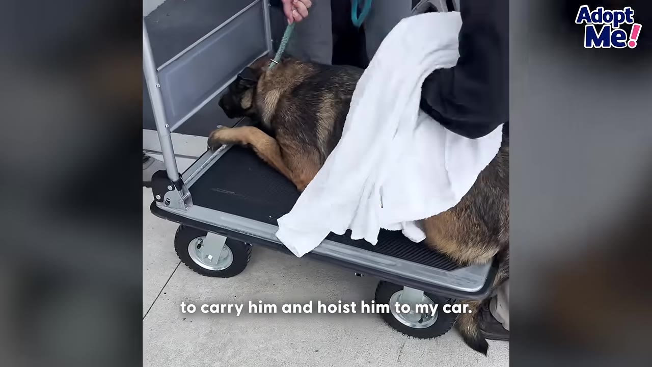 A German Shepherd dog lies flat on a black utility cart with wheels, being covered with a white towel by a handler.