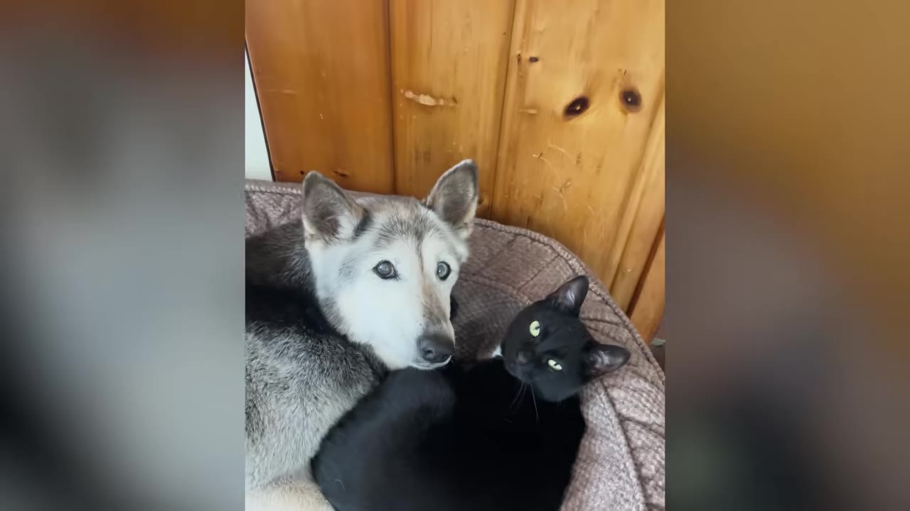 A husky-type dog and a black cat lie closely together in a pet bed, looking up toward the camera.