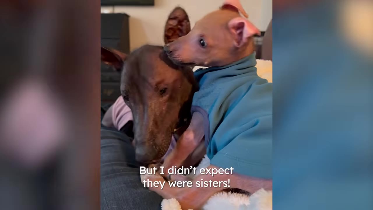 A small hairless puppy in a teal shirt rests its head against a larger brown hairless dog.
