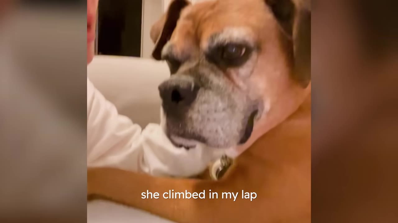 A close-up view of a brown boxer dog resting near a person, with text overlay reading 'she climbed in my lap'.
